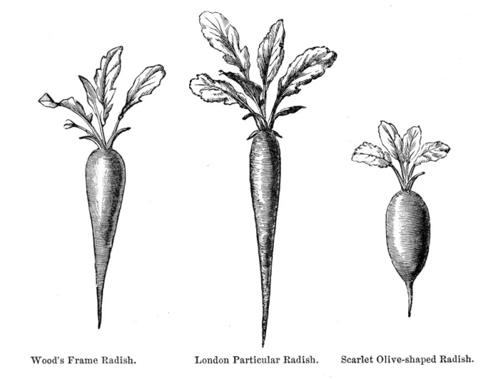 Framed Print : Radish vegetable engraving 1874