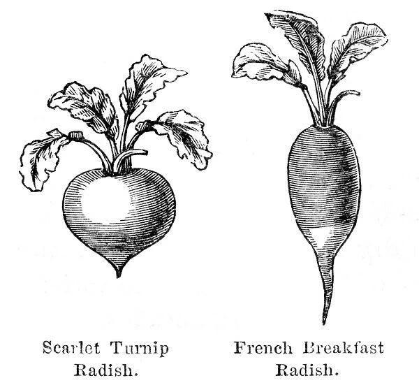 Radish vegetable engraving 1874