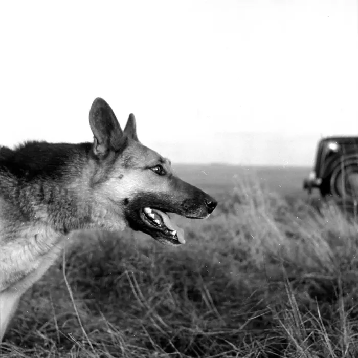 Framed Print : Youth. 7th February 1953: RAF (Royal Airforce) guard dog Youth at an RAF Framed Print : Youth. 7th February 1953: RAF (Royal Airforce) guard dog Youth at an RAF