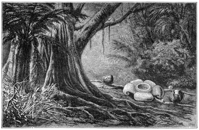 Framed Print : Rafflesia arnoldii Framed Print : Rafflesia arnoldii