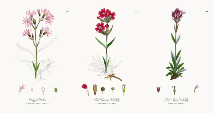 Framed Print : Ragged Robin, Lychnis Flos-cuculi, Victorian Botanical Illustration, 1863