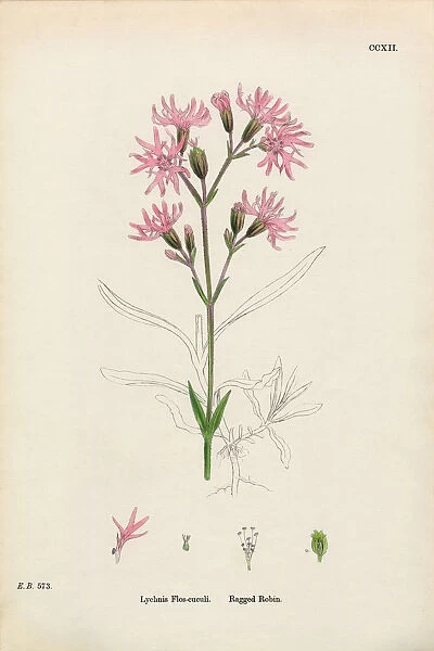 Ragged Robin, Lychnis Flos-cuculi, Victorian Botanical Illustration, 1863
