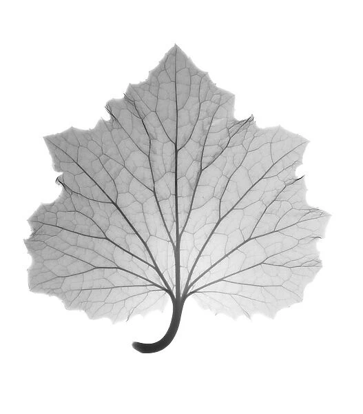 Ragwort senetti (Pericallis sp. ) leaf, X-ray