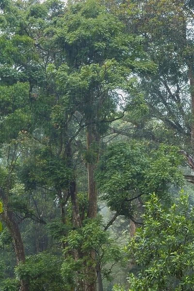 Rain in the tropical forest