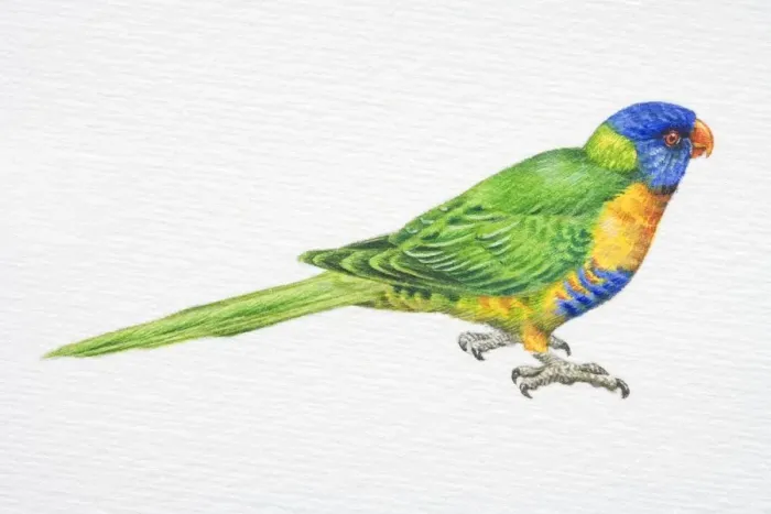 Framed Print : Rainbow Lorikeet, Trichoglossus haematodus, side view