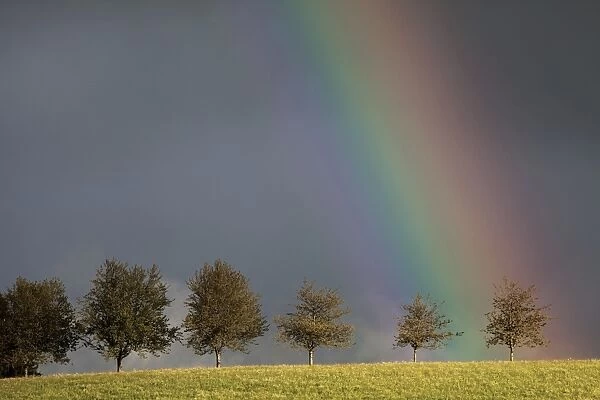 Rainbow behind a row of trees, Sankt Margen, Baden-Wurttemberg, Germany