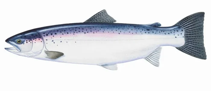 Framed Print : Rainbow trout (Oncorhynchus mykiss), Redband trout, Steelhead Trout Framed Print : Rainbow trout (Oncorhynchus mykiss), Redband trout, Steelhead Trout