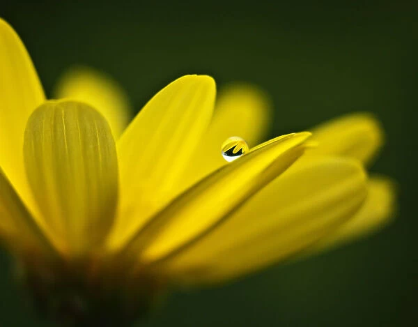 raindrop on a yellow daisy