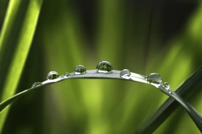 Framed Print : Raindrops on a bulrush, Biberach an der Riss, Upper Swabia, Baden-Wurttemberg, Germany Framed Print : Raindrops on a bulrush, Biberach an der Riss, Upper Swabia, Baden-Wurttemberg, Germany