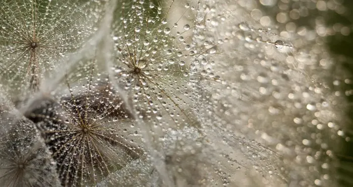 Framed Print : raindrops on goats beard Framed Print : raindrops on goats beard