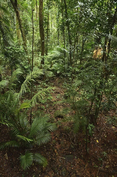 Rainforest, Daintree National Park