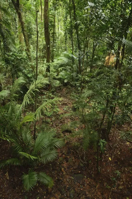 Framed Print : Rainforest, Daintree National Park Framed Print : Rainforest, Daintree National Park