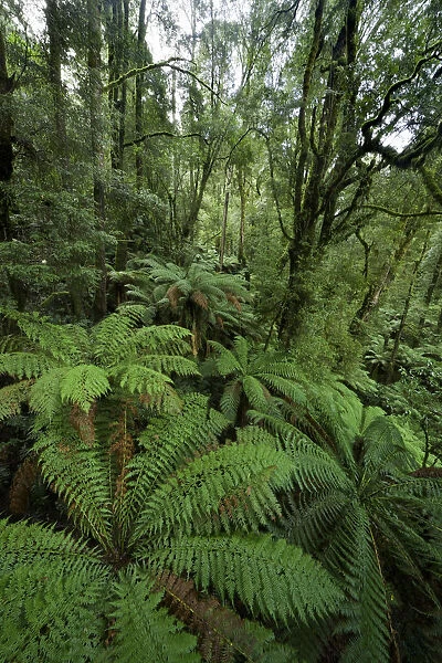 Rainforest, Great Otway National Park, Australia
