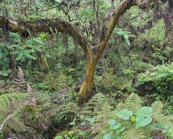 Rainforest, Isabela Island, Galapagos Islands, Ecuador
