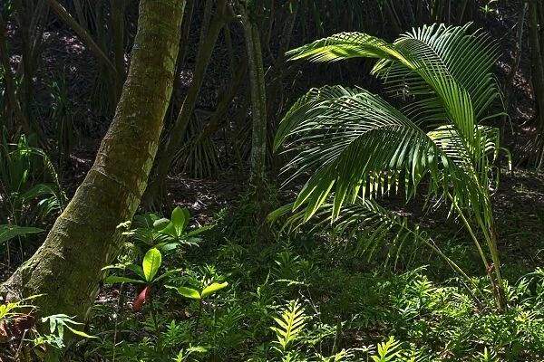 Rainforest, Kauai, Hawaii, United States