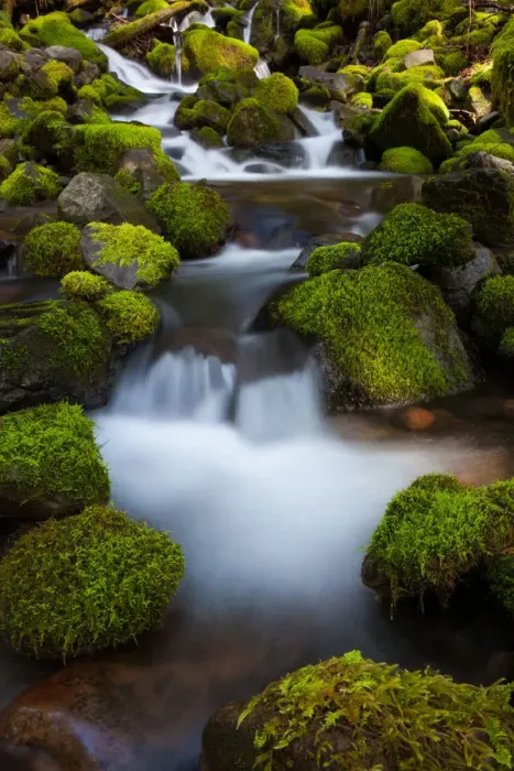 Framed Print : Rainforest stream, Olympic National Park, Washington Framed Print : Rainforest stream, Olympic National Park, Washington