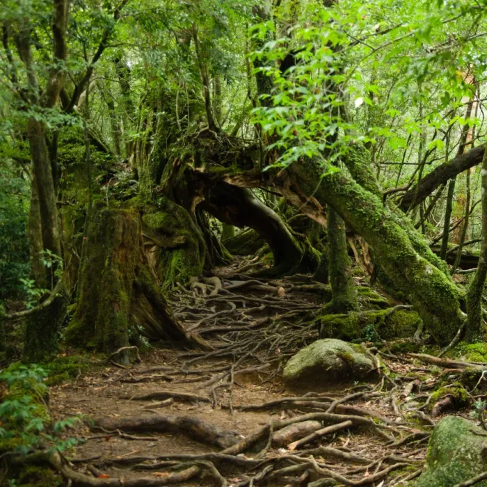 Framed Print : Rainforest trail, Yakushima Island, Japan Framed Print : Rainforest trail, Yakushima Island, Japan