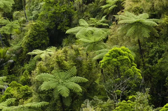 Framed Print : Rainforest vegetation, tree ferns, New Zealand