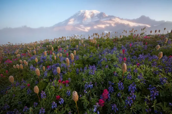 Framed Print : Rainier wildflowers Framed Print : Rainier wildflowers
