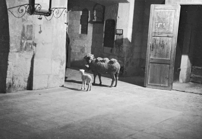 Framed Print : Ram And Lamb Framed Print : Ram And Lamb