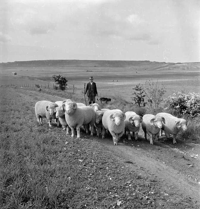 Framed Print : Ram Lambs. 9th July 1949: Fred Caddy, head shepherd of Maiden Castle Farm Framed Print : Ram Lambs. 9th July 1949: Fred Caddy, head shepherd of Maiden Castle Farm