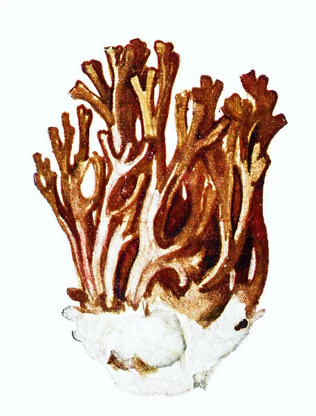 Ramaria botrytis, commonly known as the clustered coral, the pink-tipped coral mushroom