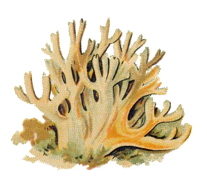 Framed Print : Ramaria formosa, commonly known as the beautiful clavaria, handsome clavaria, yellow-tipped Framed Print : Ramaria formosa, commonly known as the beautiful clavaria, handsome clavaria, yellow-tipped