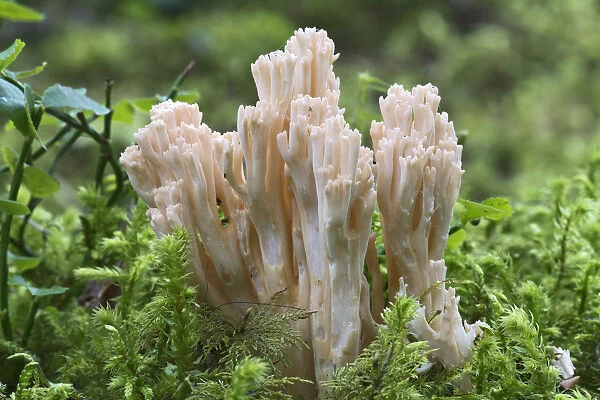 Ramaria fungus species, -Ramaria mairei syn Ramaria pallida-, Tyrol, Austria