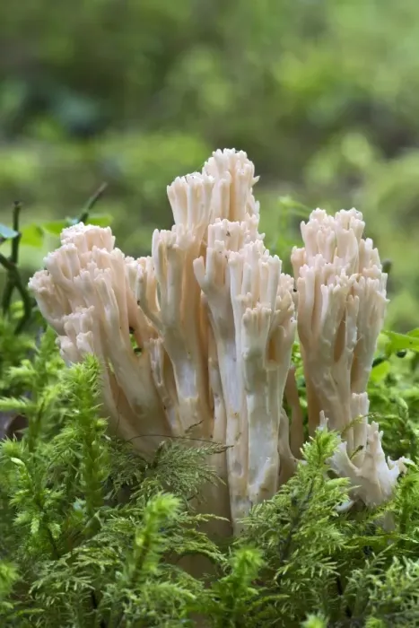 Framed Print : Ramaria fungus species, -Ramaria mairei syn Ramaria pallida-, Tyrol, Austria Framed Print : Ramaria fungus species, -Ramaria mairei syn Ramaria pallida-, Tyrol, Austria