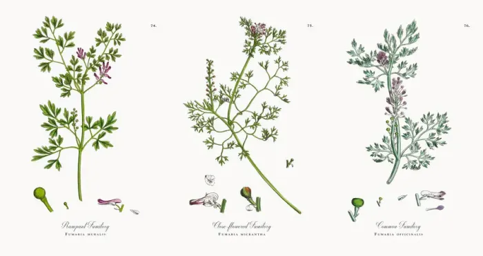 Framed Print : Rampant Fumitory, Fumaria muralis, Victorian Botanical Illustration, 1863 Framed Print : Rampant Fumitory, Fumaria muralis, Victorian Botanical Illustration, 1863