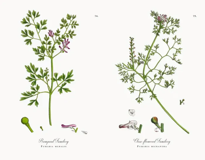 Framed Print : Rampant Fumitory, Fumaria muralis, Victorian Botanical Illustration, 1863 Framed Print : Rampant Fumitory, Fumaria muralis, Victorian Botanical Illustration, 1863