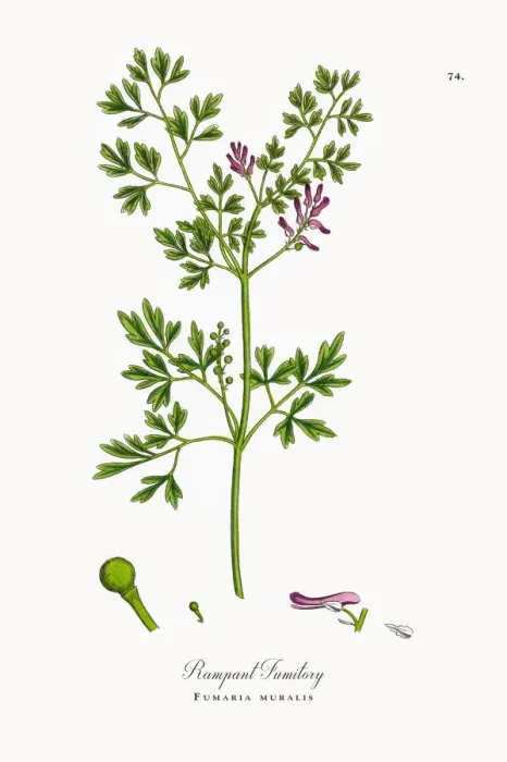 Framed Print : Rampant Fumitory, Fumaria muralis, Victorian Botanical Illustration, 1863 Framed Print : Rampant Fumitory, Fumaria muralis, Victorian Botanical Illustration, 1863