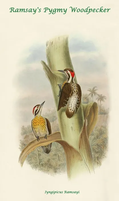 Framed Print : Ramsay's Pygmy Woodpecker Framed Print : Ramsay's Pygmy Woodpecker