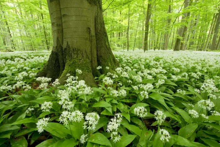 Framed Print : Ramsons -Allium ursinum- flowering, Hainich National Park, Thuringia, Germany Framed Print : Ramsons -Allium ursinum- flowering, Hainich National Park, Thuringia, Germany