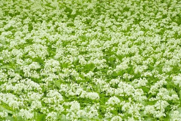 Ramsons or Bear Garlic -Allium ursinum-, flowering, Hainich National Park, Thuringia, Germany