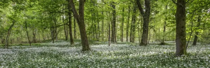 Framed Print : Ramsons in English Woodland