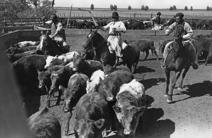 Framed Print : Ranching In Brazil Framed Print : Ranching In Brazil