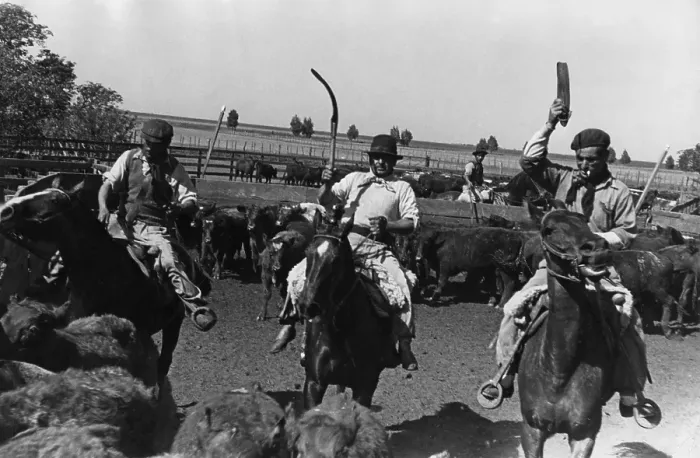 Framed Print : Ranching In Brazil Framed Print : Ranching In Brazil