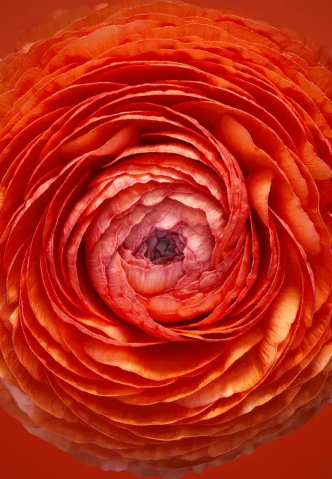 Framed Print : Ranunculus Framed Print : Ranunculus