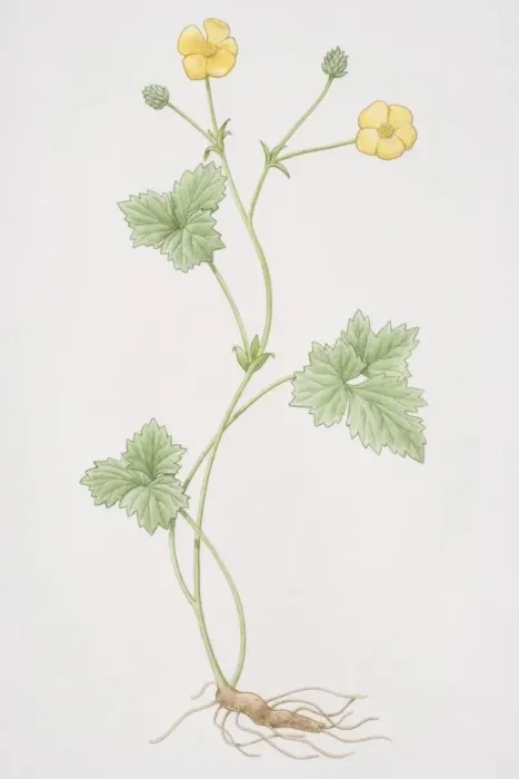 Framed Print : Ranunculus, Buttercup or Crowfoot stalk Framed Print : Ranunculus, Buttercup or Crowfoot stalk