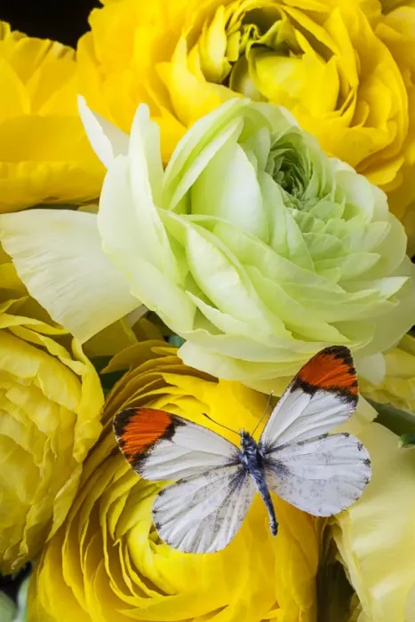 Framed Print : Ranunculus and butterfly Framed Print : Ranunculus and butterfly