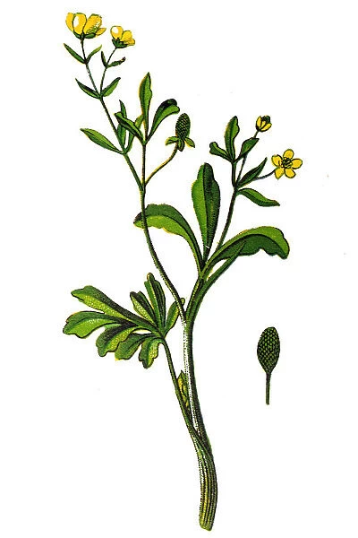 Ranunculus sceleratus known by the common names celery-leaved buttercup and cursed buttercup