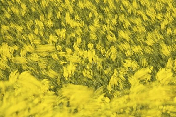 Rape (Brassica napus), field in the wind