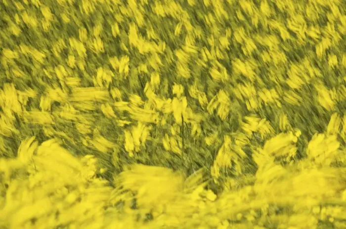 Framed Print : Rape (Brassica napus), field in the wind Framed Print : Rape (Brassica napus), field in the wind