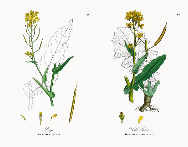 Rape, Brassica Napus, Victorian Botanical Illustration, 186