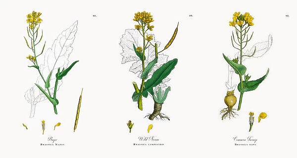 Rape, Brassica Napus, Victorian Botanical Illustration, 1863