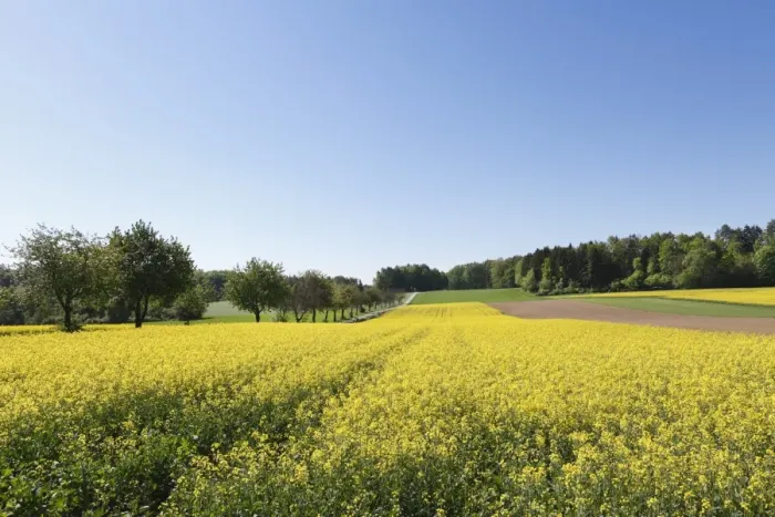 Framed Print : Rape field, Heiligenstadt, Little Switzerland, Upper Franconia, Franconia, Bavaria, Germany, Europe Framed Print : Rape field, Heiligenstadt, Little Switzerland, Upper Franconia, Franconia, Bavaria, Germany, Europe