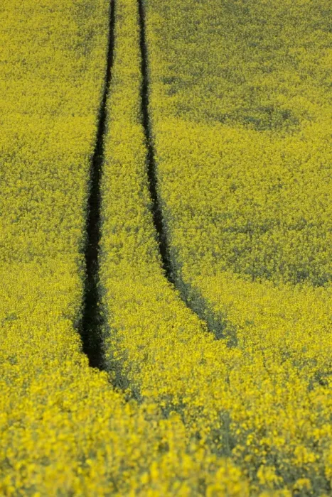 Framed Print : Rape field in the spring with track lane, near Dettingen, Baden-Wuerttemberg, Germany, Europe Framed Print : Rape field in the spring with track lane, near Dettingen, Baden-Wuerttemberg, Germany, Europe