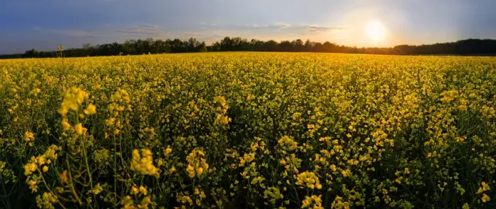 Framed Print : Rape field at sunset, Adelschlag, Bavaria, Germany Framed Print : Rape field at sunset, Adelschlag, Bavaria, Germany