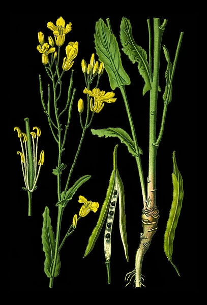 Rapeseed. Antique illustration of a Medicinal and Herbal Plants.